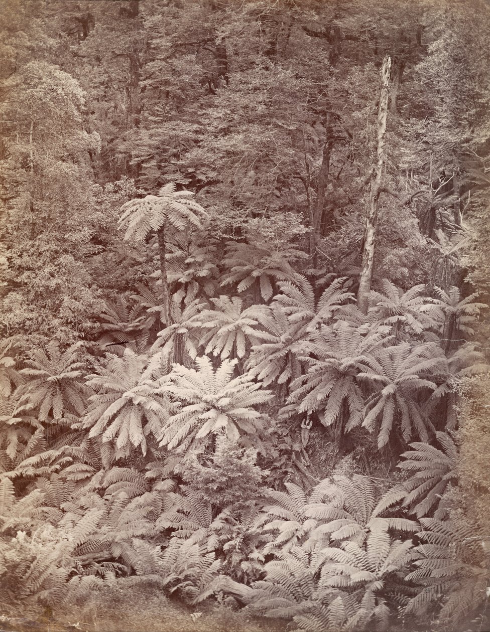 山崩，黑人马刺的童话场景 作者 尼古拉斯·凯尔