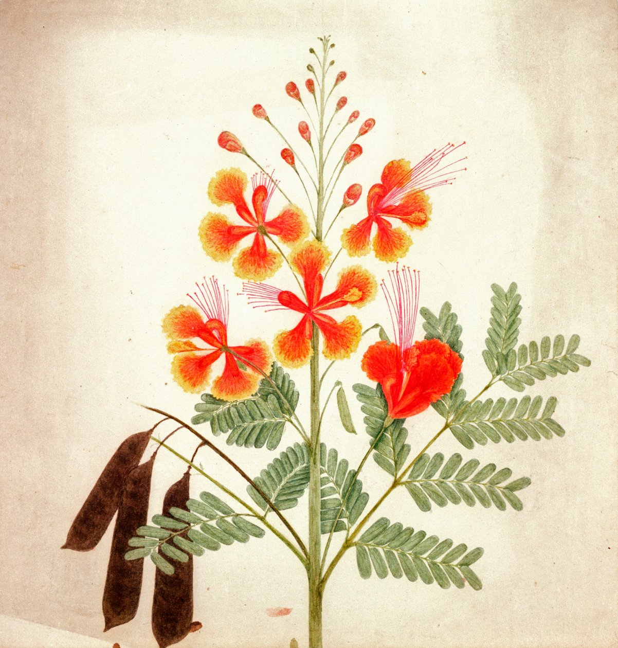 花卉研究，约 1840 年（水彩画） 作者 尼古拉斯·汤姆林森
