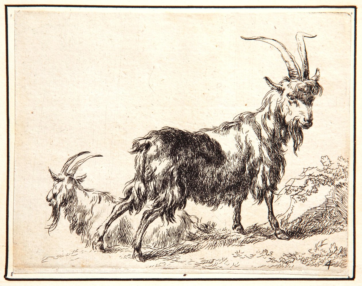 山羊 作者 尼古拉斯·彼得斯（Nicolaes Pietersz）。 Berchem