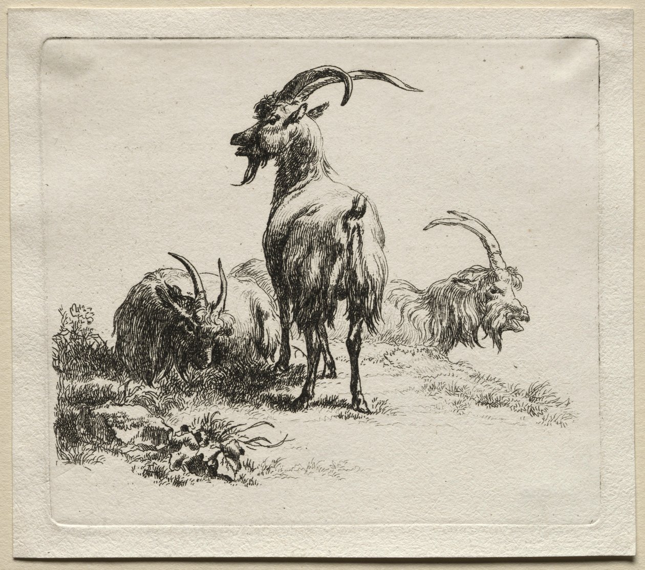 三只山羊。 作者 尼古拉斯·彼得斯（Nicolaes Pietersz）。 Berchem
