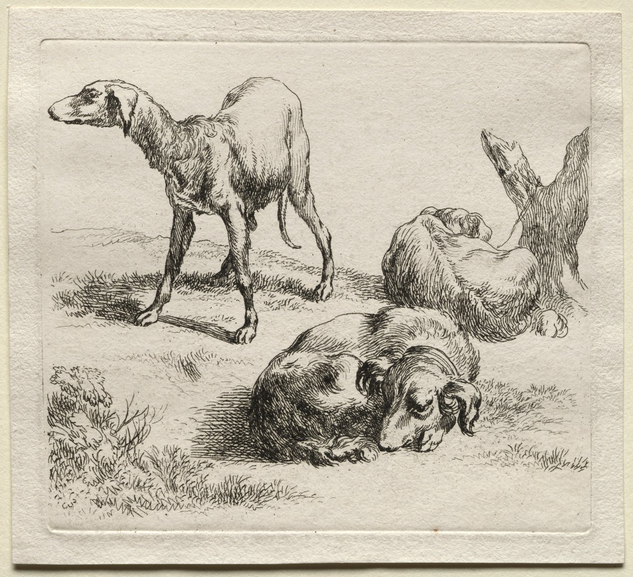 三只猎犬。 作者 尼古拉斯·彼得斯（Nicolaes Pietersz）。 Berchem