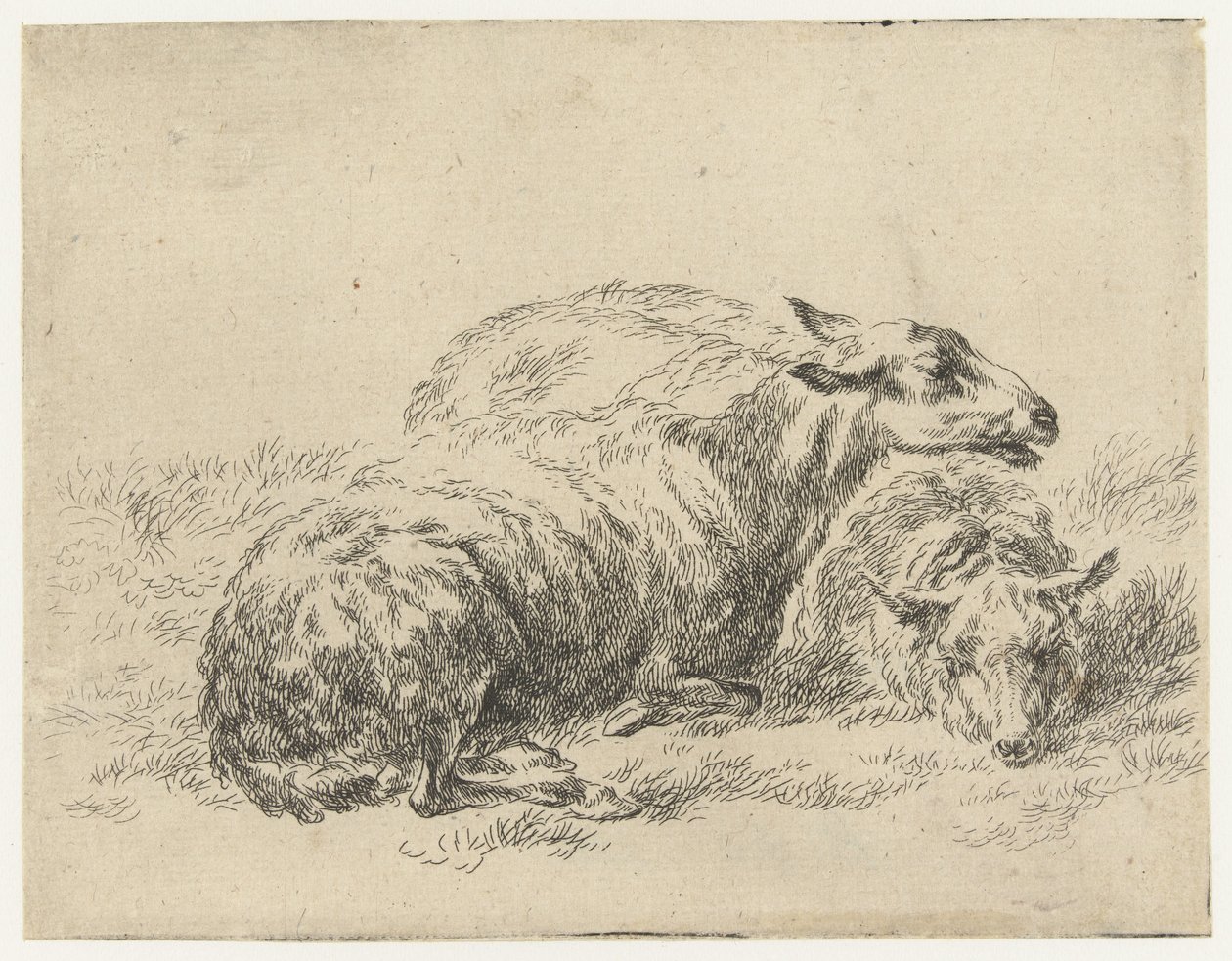 两本书
Schapen （系列名称）
Animalia ad vivum delineata et aqua forti aeri impressa Studio et Arte Nicolai Berchemi（系列标题） 作者 尼古拉斯·彼得斯·贝尔赫姆