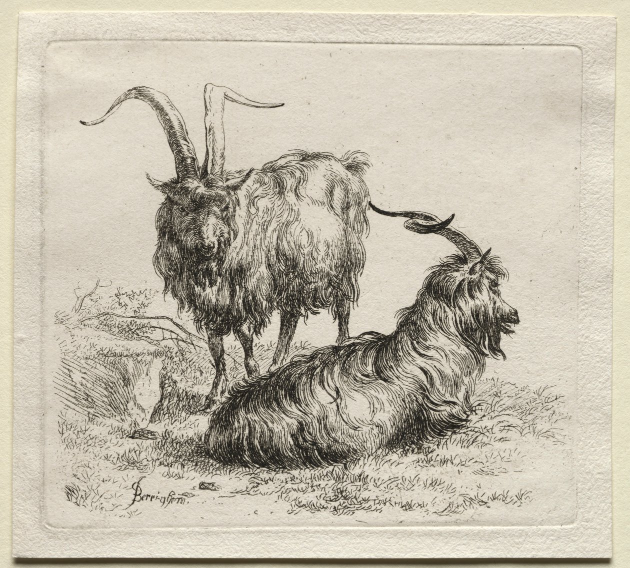 两只山羊。 作者 尼古拉斯·彼得斯（Nicolaes Pietersz）。 Berchem