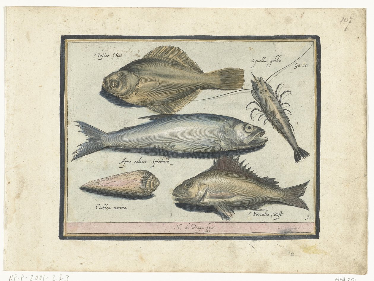 比目鱼、虾、胡瓜鱼和黄貂鱼
Libelivs varia Genera piscium complectens（系列名称）
淡水鱼、海鱼、蛙、甲壳类和海洋生物（系列名称） 作者 尼古拉斯·德·布鲁因