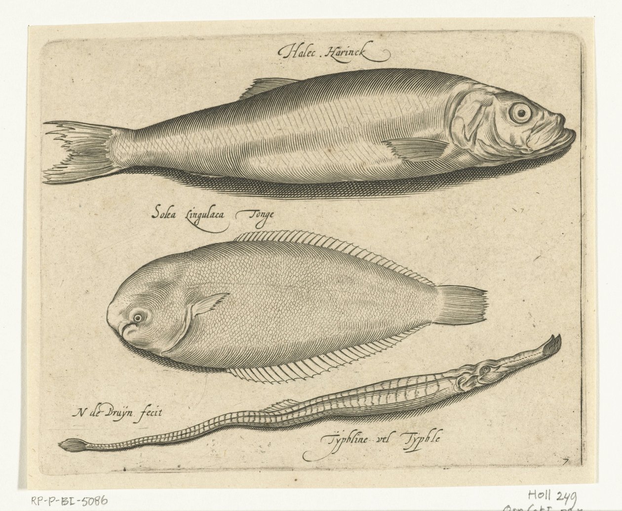 鲱鱼、鳎鱼和琵琶鱼
Libelivs varia Genera piscium complectens（系列名称）
淡水鱼、海鱼、蛙、甲壳类和海洋生物（系列名称） 作者 尼古拉斯·德·布鲁因
