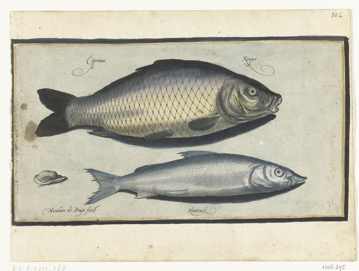 鲤鱼和蕺菜
Libelivs varia Genera piscium complectens（系列名称）
淡水鱼、海鱼、蛙、甲壳类和海洋生物（系列名称） 作者 尼古拉斯·德·布鲁因