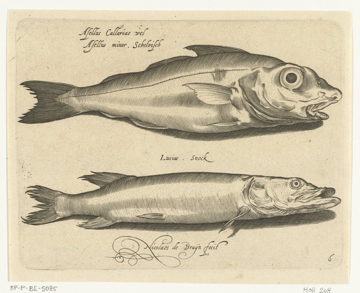 黑线鳕和梭子鱼
Libelivs varia Genera piscium complectens（系列名称）
淡水鱼、海鱼、蛙、甲壳类和海洋生物（系列名称） 作者 尼古拉斯·德·布鲁因