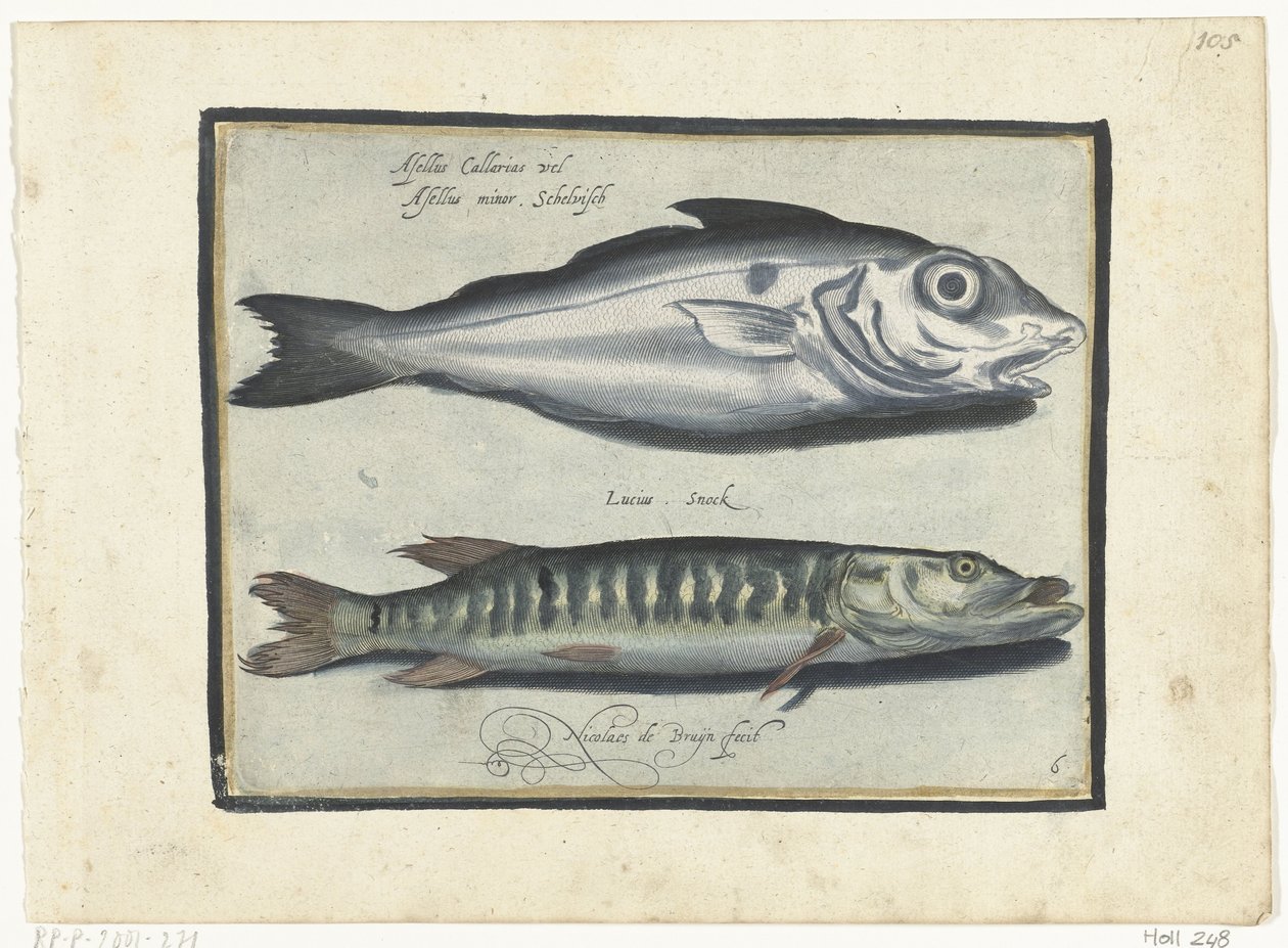 黑线鳕和梭子鱼
Libelivs varia Genera piscium complectens（系列名称）
淡水鱼、海鱼、蛙、甲壳类和海洋生物（系列名称） 作者 尼古拉斯·德·布鲁因