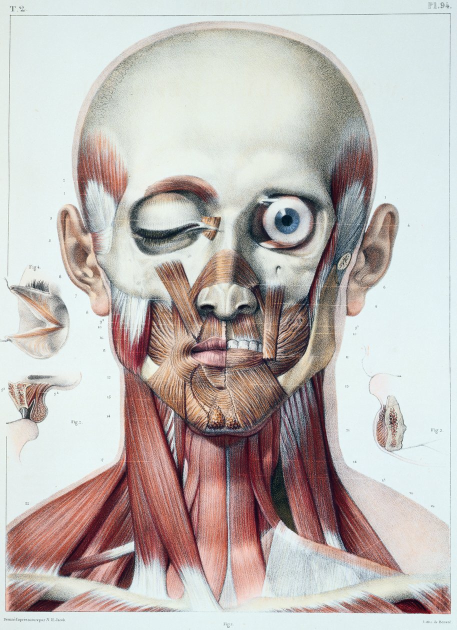 眼睛轨道的肌肉组织，来自&39;Traite Complet de l&39;Anatomie de l&39;Homme&39;的板由Jean-Baptiste Marc Bourgery（1797-1849）刻于巴黎Bernard，1831年 作者 尼古拉斯·亨利·雅各布