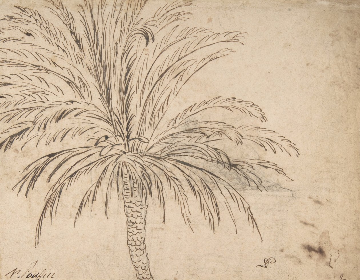 研究棕榈树，c.1635-40 作者 尼古拉斯·普桑（Nicolas Poussin）