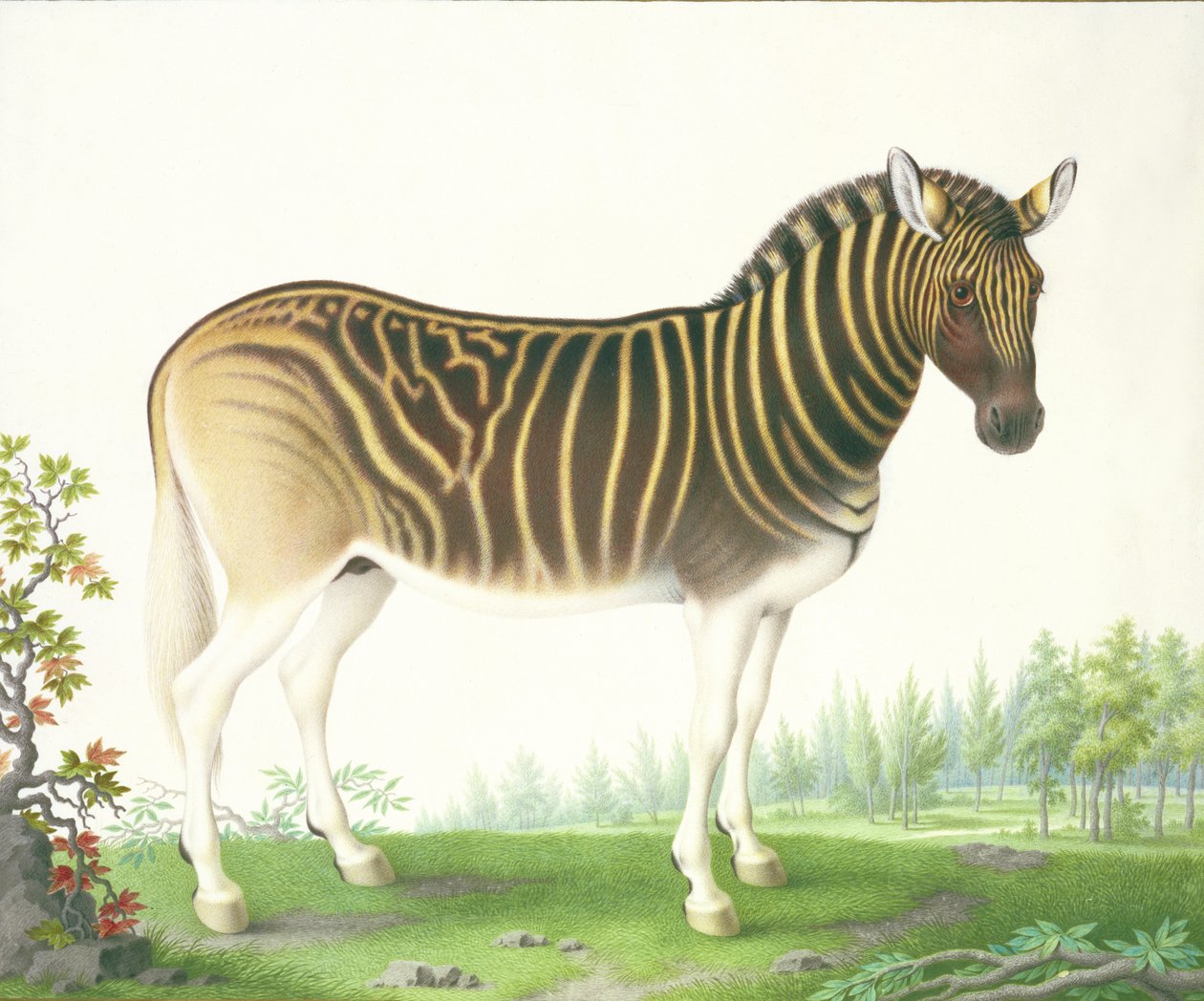 Quagga（牛皮纸上的水粉和wc） 作者 尼古拉斯·罗伯特
