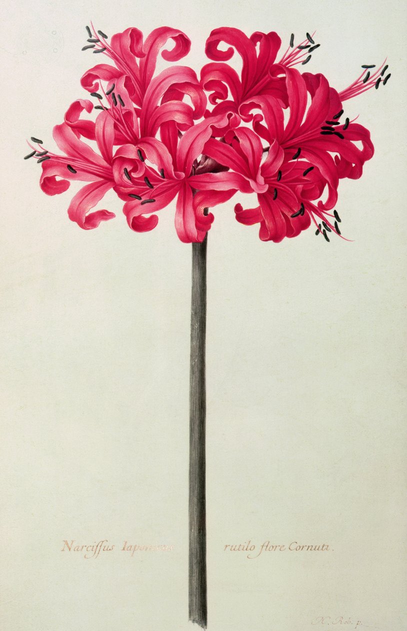Amaryllis Sarniensis，或Narcissus（在牛皮纸上的wc） 作者 尼古拉斯·罗伯特