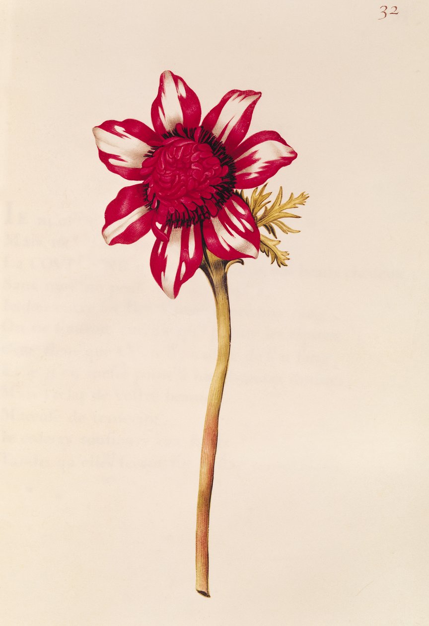 Anemone，来自&39;Julie的花环&39;，c.1642（wc on vellum） 作者 尼古拉斯·罗伯特