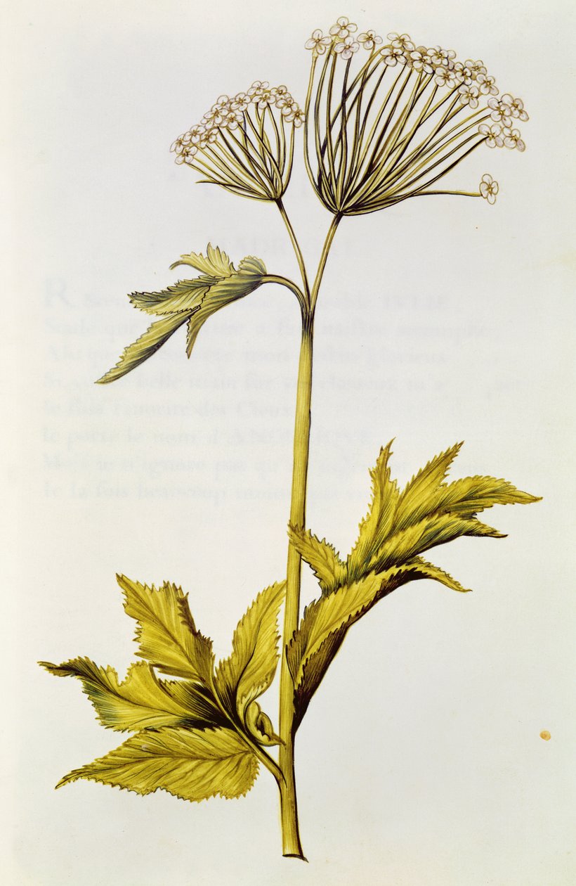 Angelica，来自&39;Julie的花环&39;，c.1642（wc on vellum） 作者 尼古拉斯·罗伯特