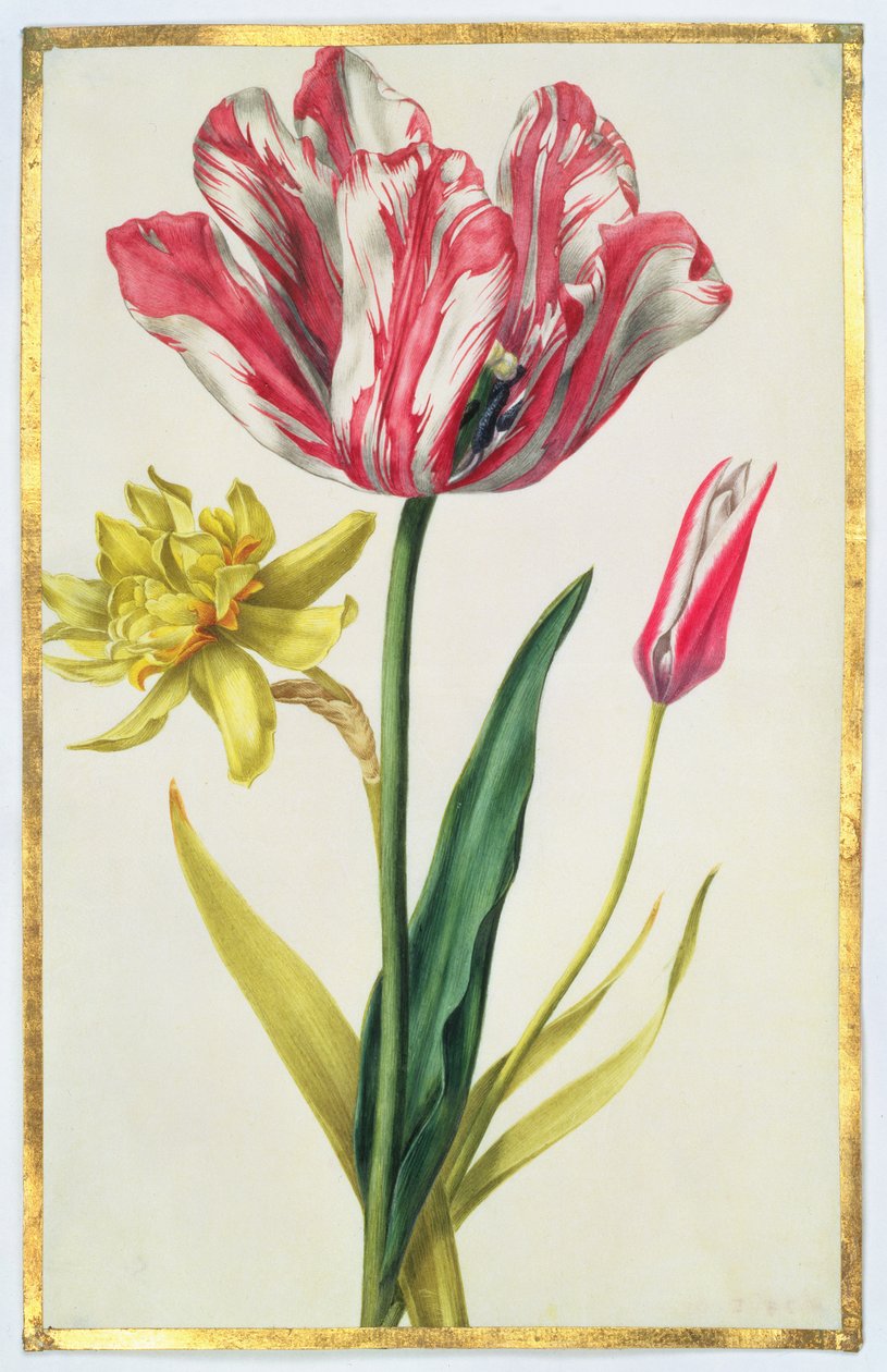 水仙花和郁金香，c.1675（牛皮纸上的水粉） 作者 尼古拉斯·罗伯特