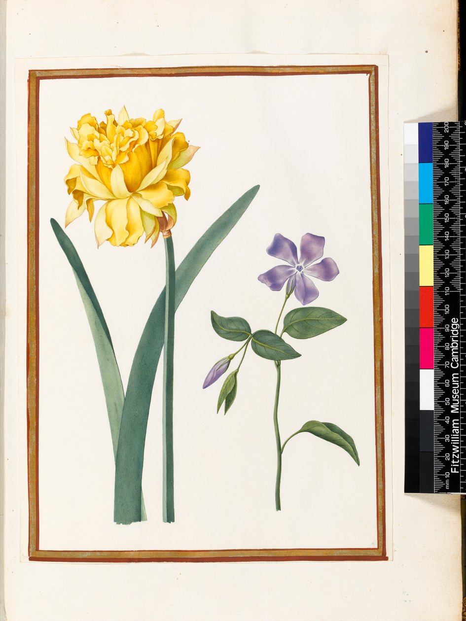 双水仙花和长春花（在牛皮纸上的wc） 作者 尼古拉斯·罗伯特