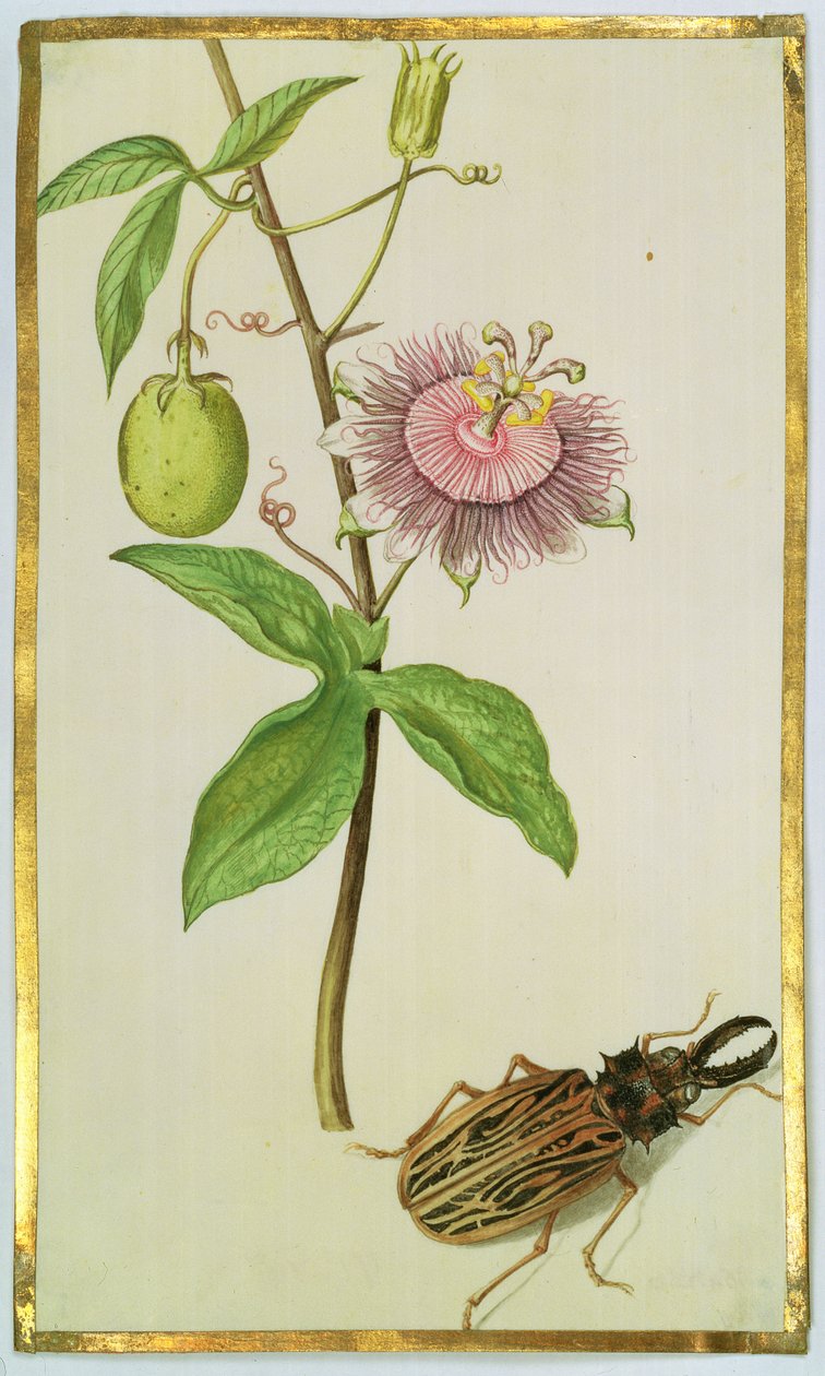 异国植物和甲壳虫，c.1675（牛皮纸上的水粉） 作者 尼古拉斯·罗伯特