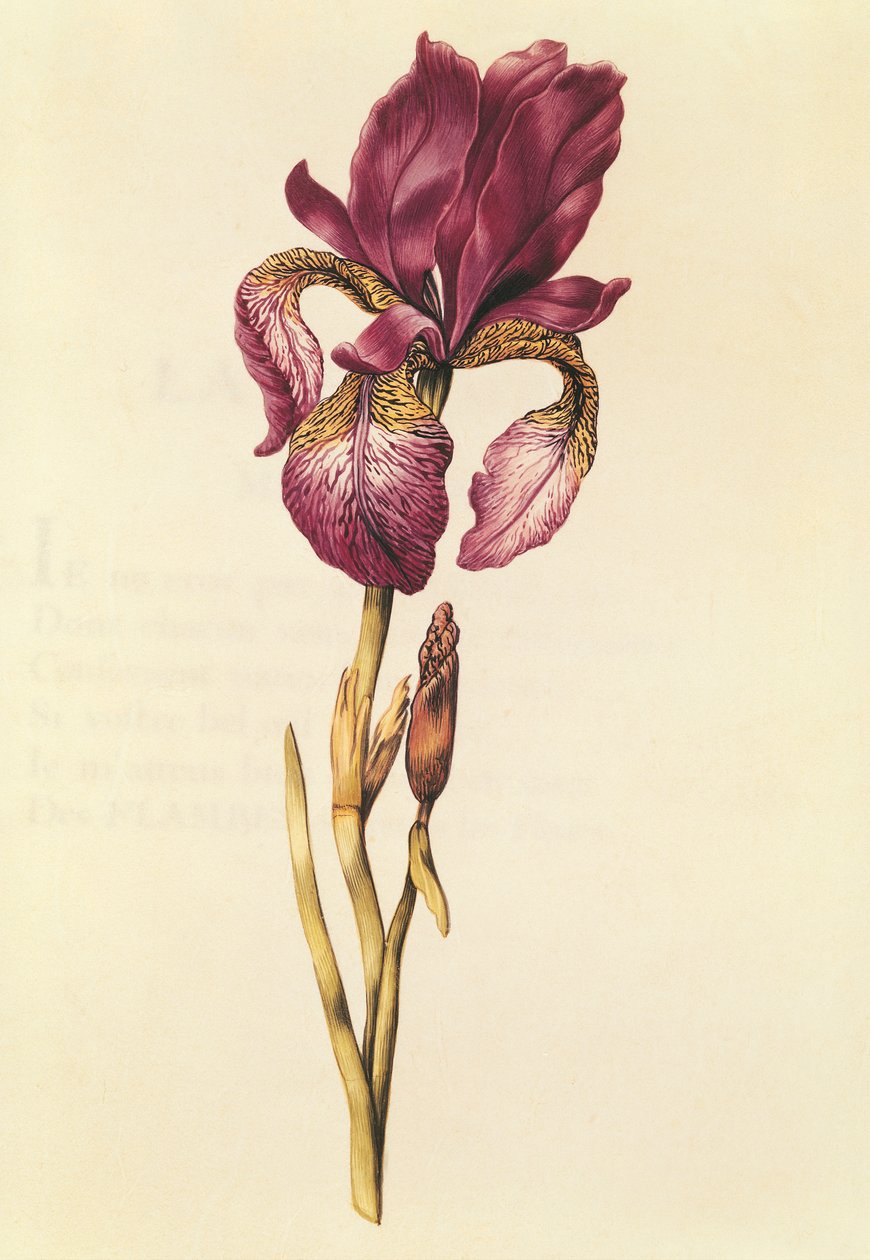 Iris，来自&39;Julie的花环&39;，c.1642（wc on vellum） 作者 尼古拉斯·罗伯特
