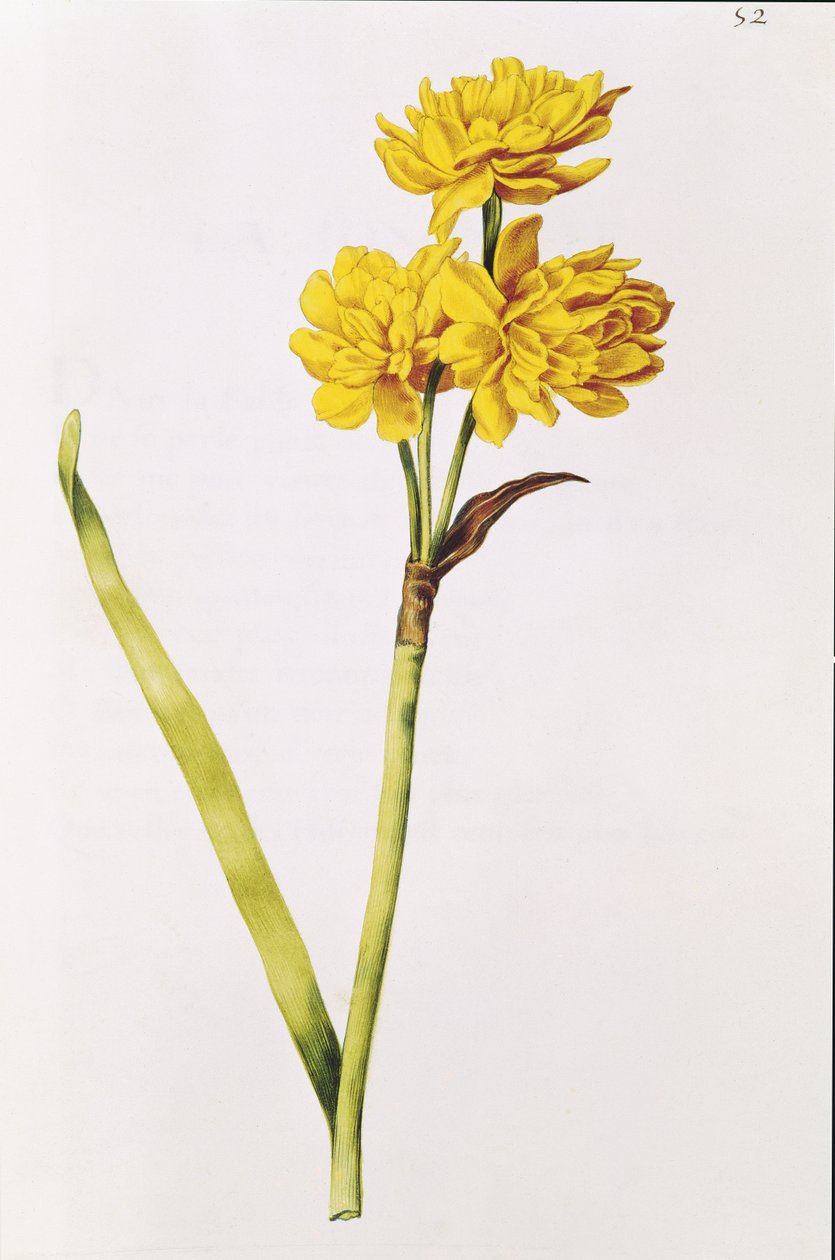 Jonquil，来自&39;Julie的花环&39;，c.1642（wc on vellum） 作者 尼古拉斯·罗伯特
