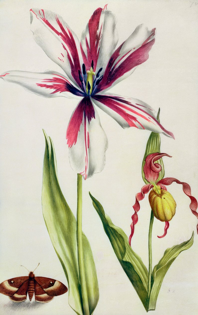 兰花，郁金香和蝴蝶，c.1675（牛皮纸上的水粉） 作者 尼古拉斯·罗伯特