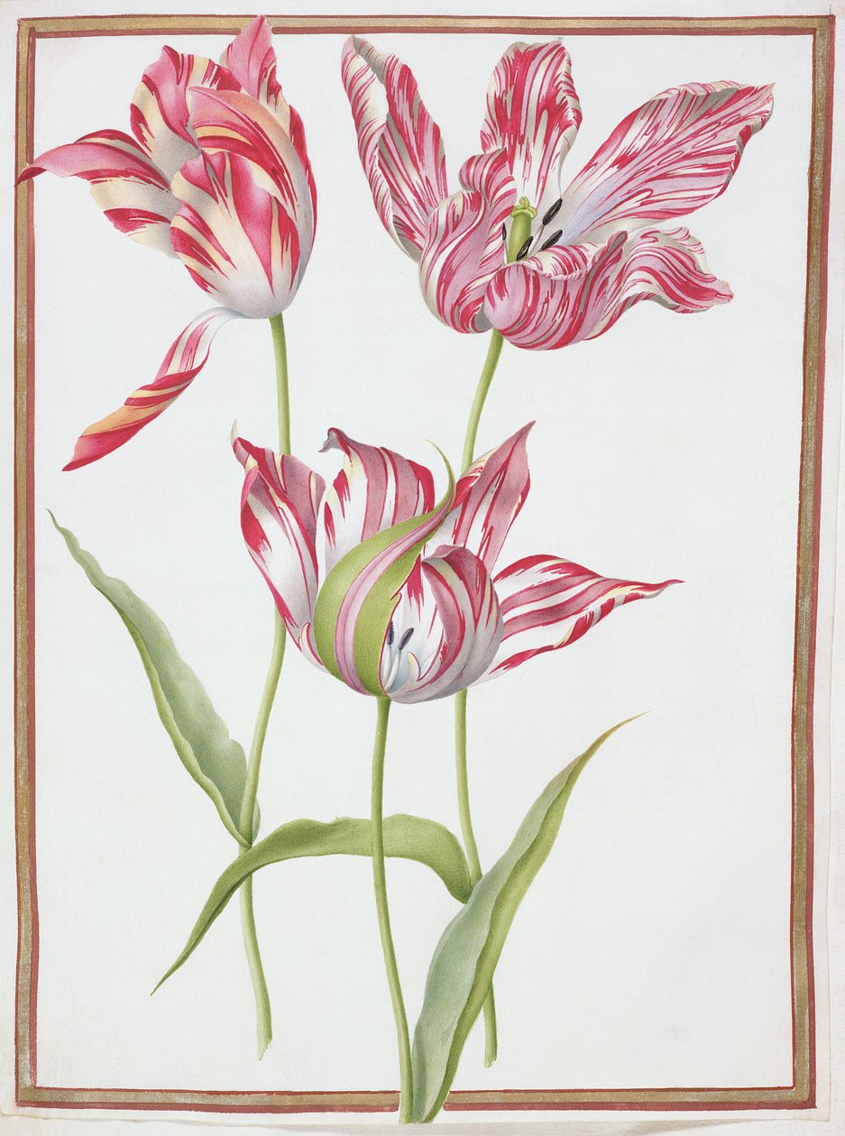 PD.109-1973.f14三个&39;破碎的&39;郁金香（在牛皮纸上的wc） 作者 尼古拉斯·罗伯特