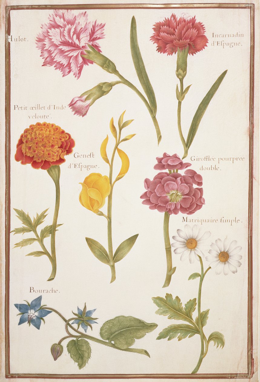 PD.109-1973.f2两种康乃馨，法国万寿菊，西班牙扫帚，双股，琉璃苣和Maguerite（在牛皮纸上的wc） 作者 尼古拉斯·罗伯特