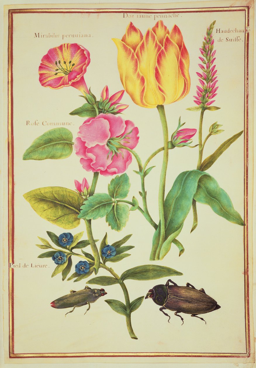 PD.109-1973.f23花卉研究（wll on vellum） 作者 尼古拉斯·罗伯特
