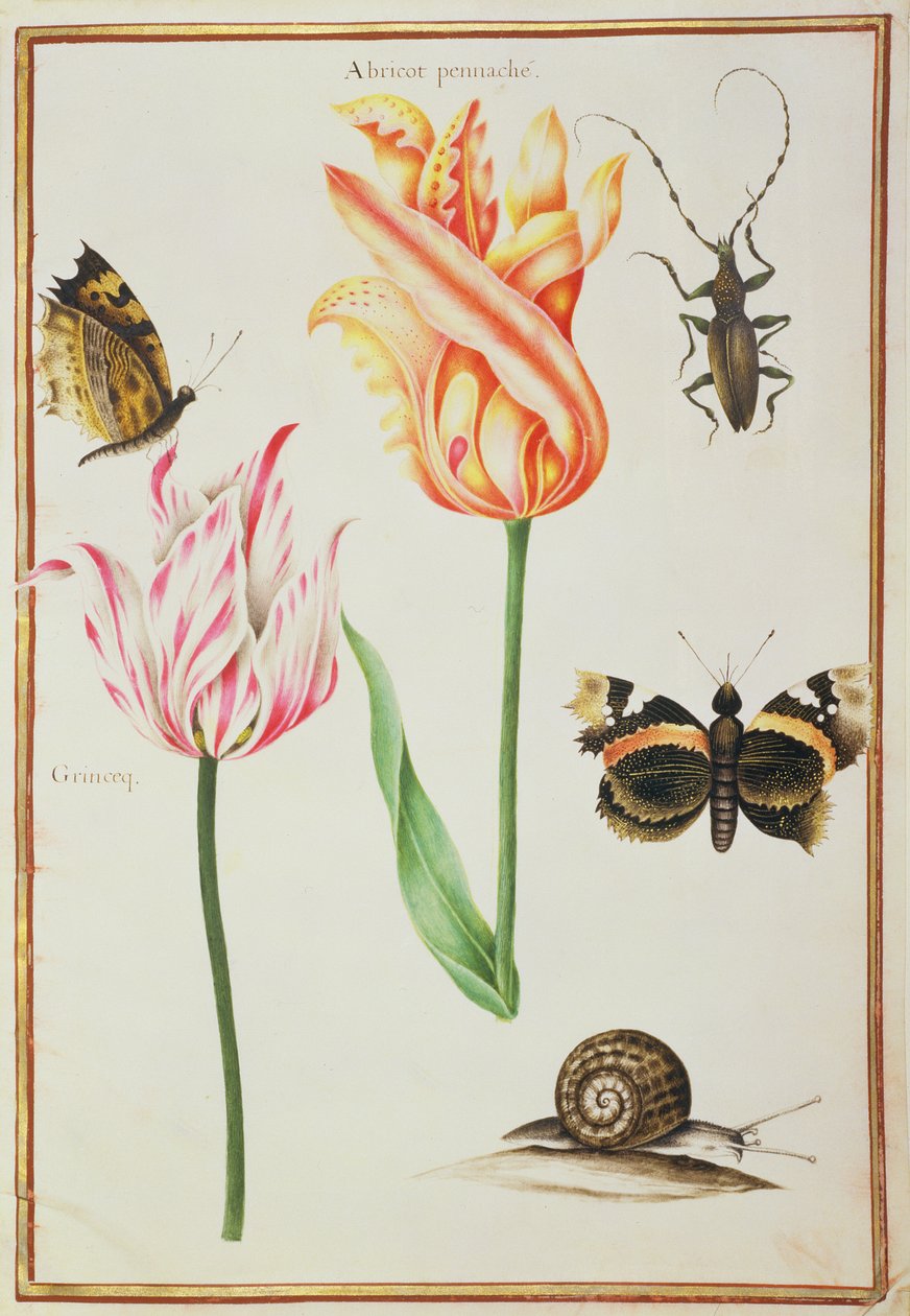 PD.109-1973.f24两个&39;破碎的&39;郁金香，一只甲虫，一只蜗牛和两只蝴蝶（在牛皮纸上的wc） 作者 尼古拉斯·罗伯特