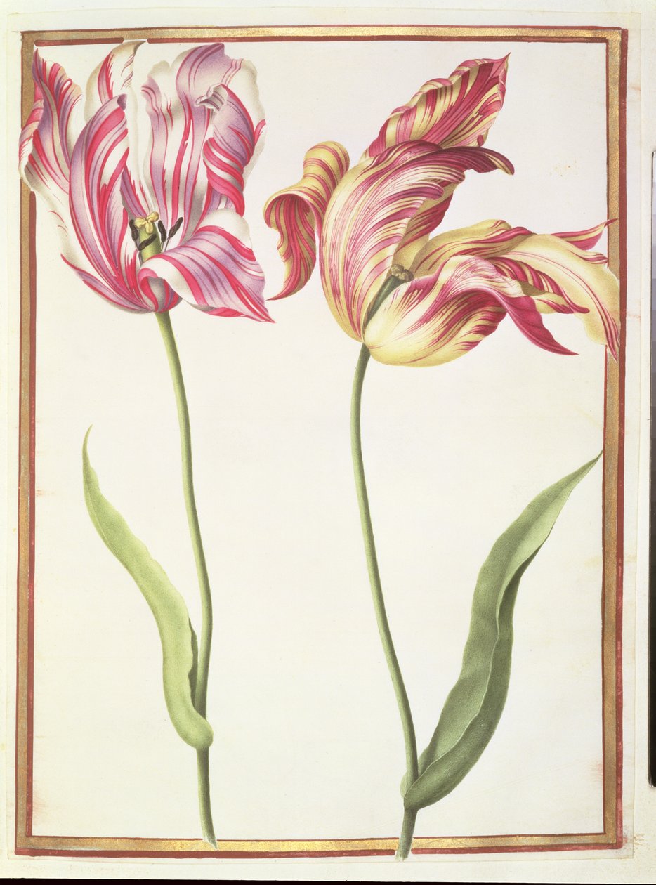 PD.109-1973.f4两个&39;破碎的&39;郁金香（在牛皮纸上的wc） 作者 尼古拉斯·罗伯特