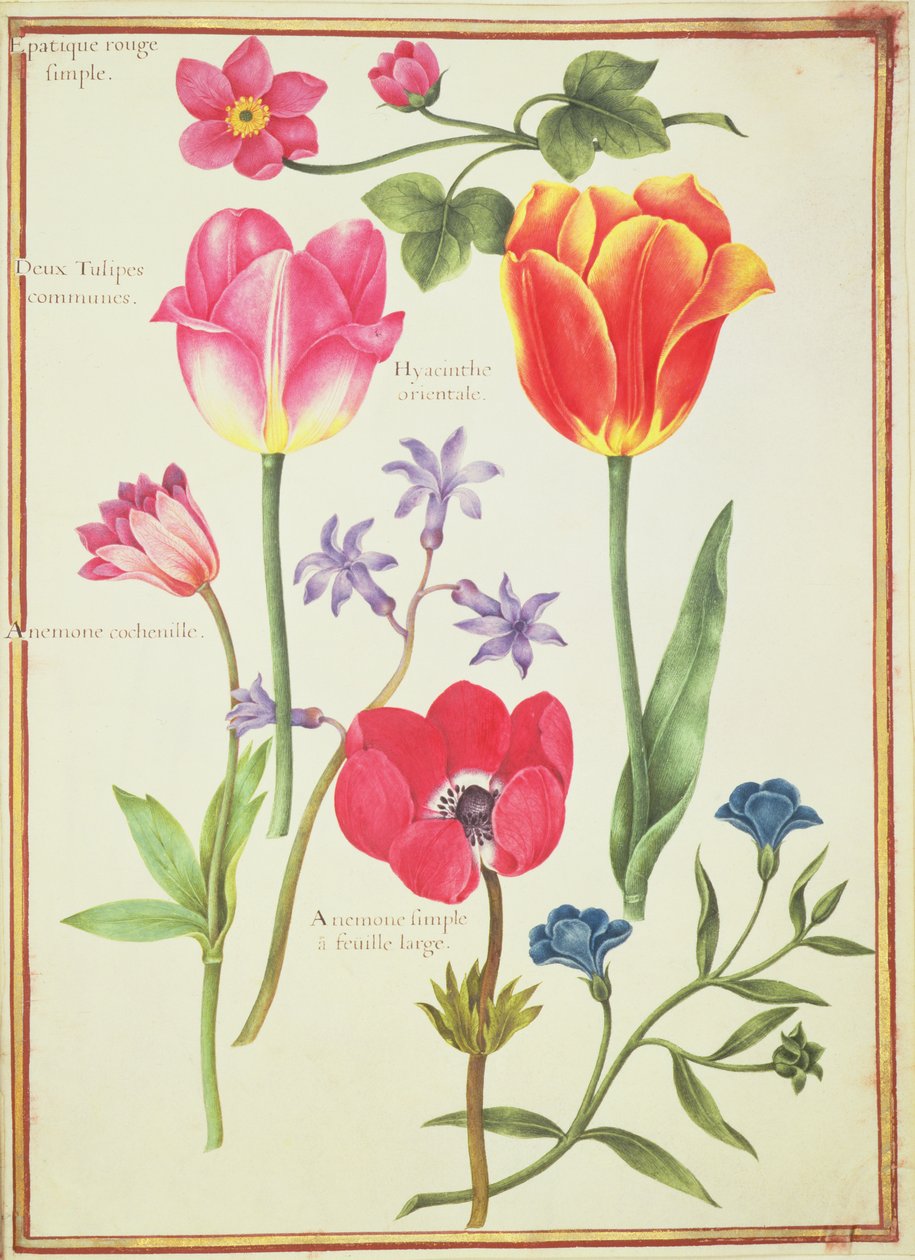 PD.109-1973.f40花卉研究（wll on vellum） 作者 尼古拉斯·罗伯特