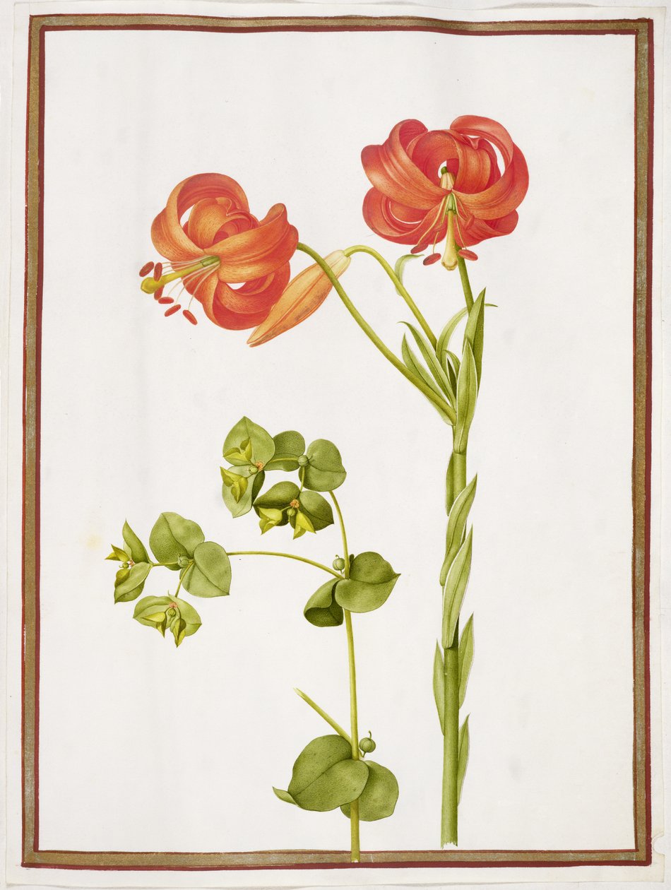 PD.109-1973.f9（LtoR）Spurge和Lilium Chalcedonicum（wc on vellum） 作者 尼古拉斯·罗伯特