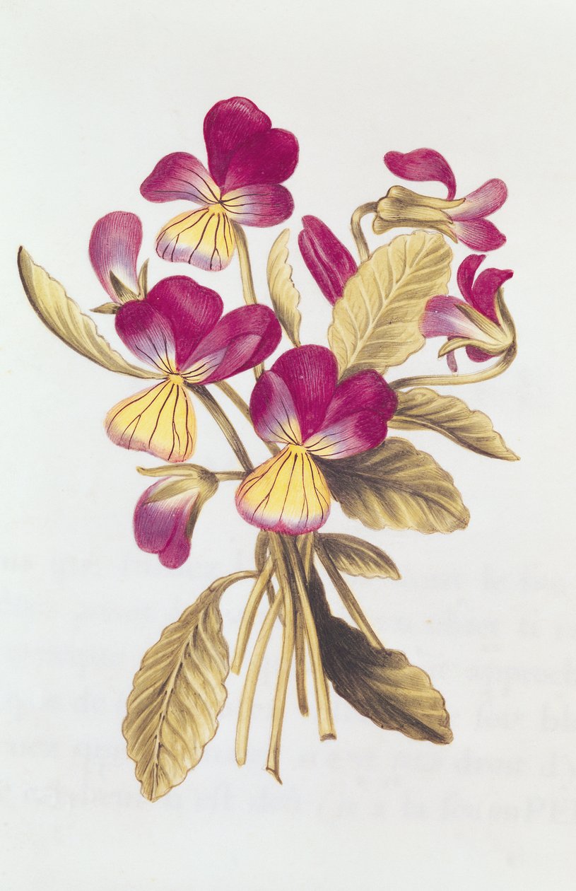 Pansy，来自&39;Julie的花环&39;，c.1642（wc on vellum） 作者 尼古拉斯·罗伯特