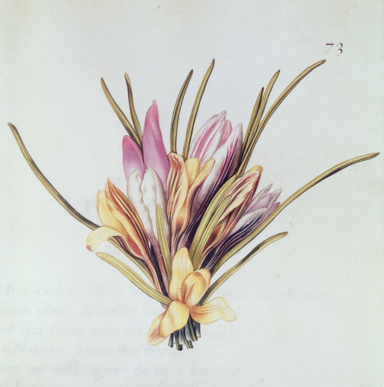 藏红花或番红花，来自&39;La Guirlande de Julie&39;，c.1642（wc on vellum） 作者 尼古拉斯·罗伯特