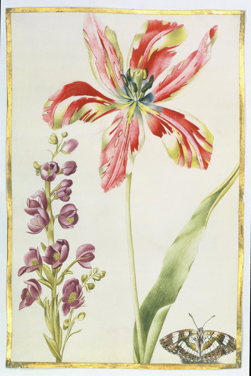 郁金香，股票和蝴蝶，c.1675（牛皮纸上的水粉） 作者 尼古拉斯·罗伯特