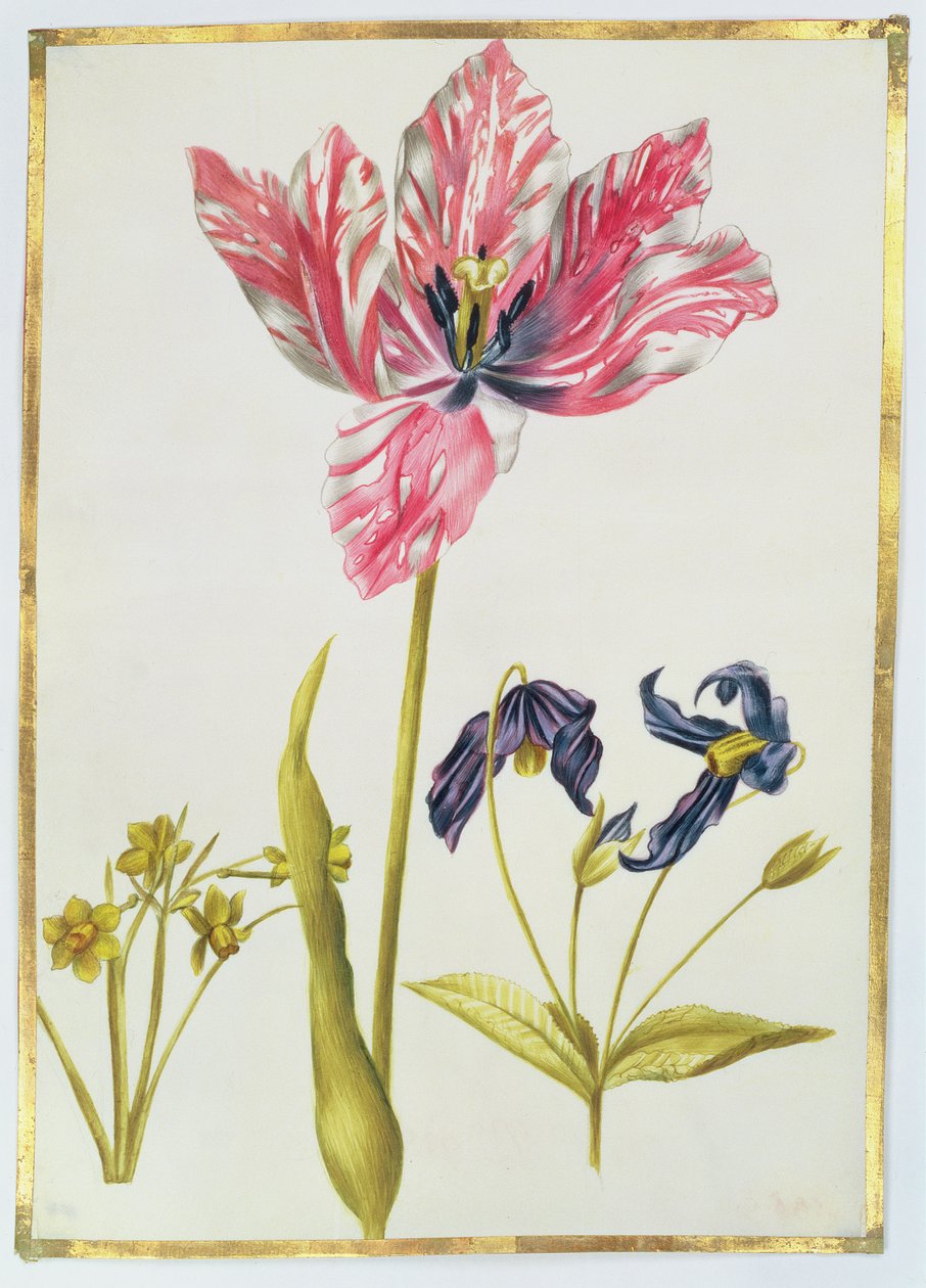 郁金香和水仙花，c.1675（牛皮纸上的水粉） 作者 尼古拉斯·罗伯特