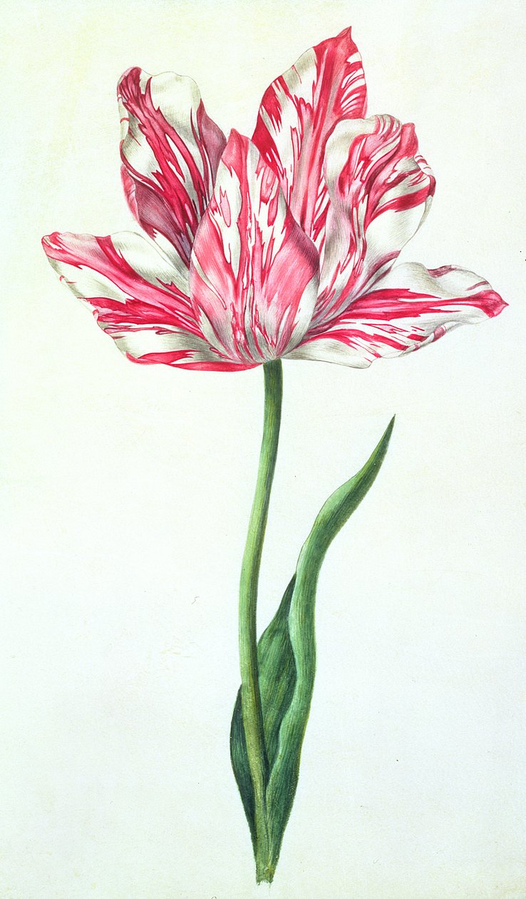 郁金香，c.1675（牛皮纸上的水粉） 作者 尼古拉斯·罗伯特