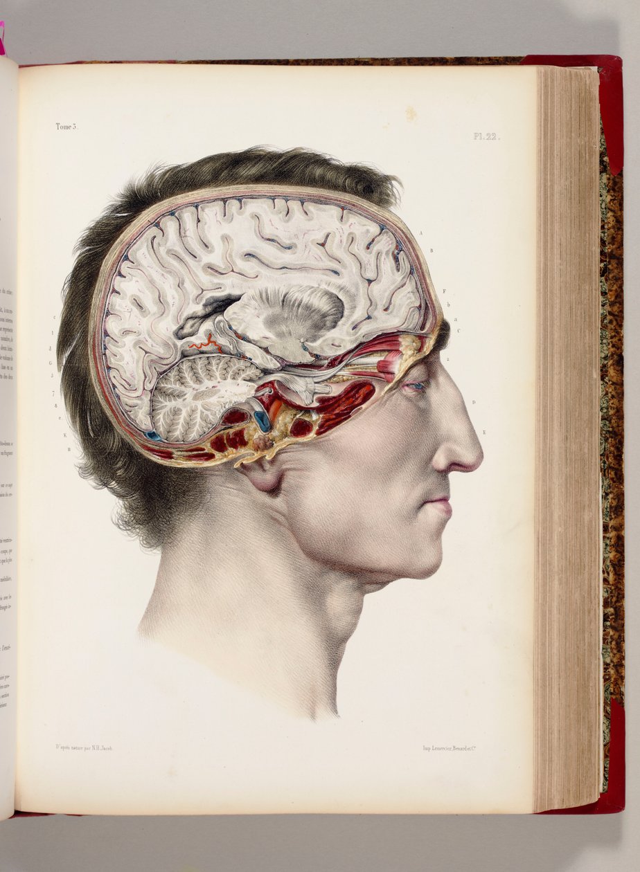 解剖后的头部的手工彩色石版画，展示了大脑，出自“ Traite Complet de l Anatomie de l&39;Homme，Comprendre la Medicine Operatoire”，1831-54 作者 尼古拉斯·亨利·雅各布