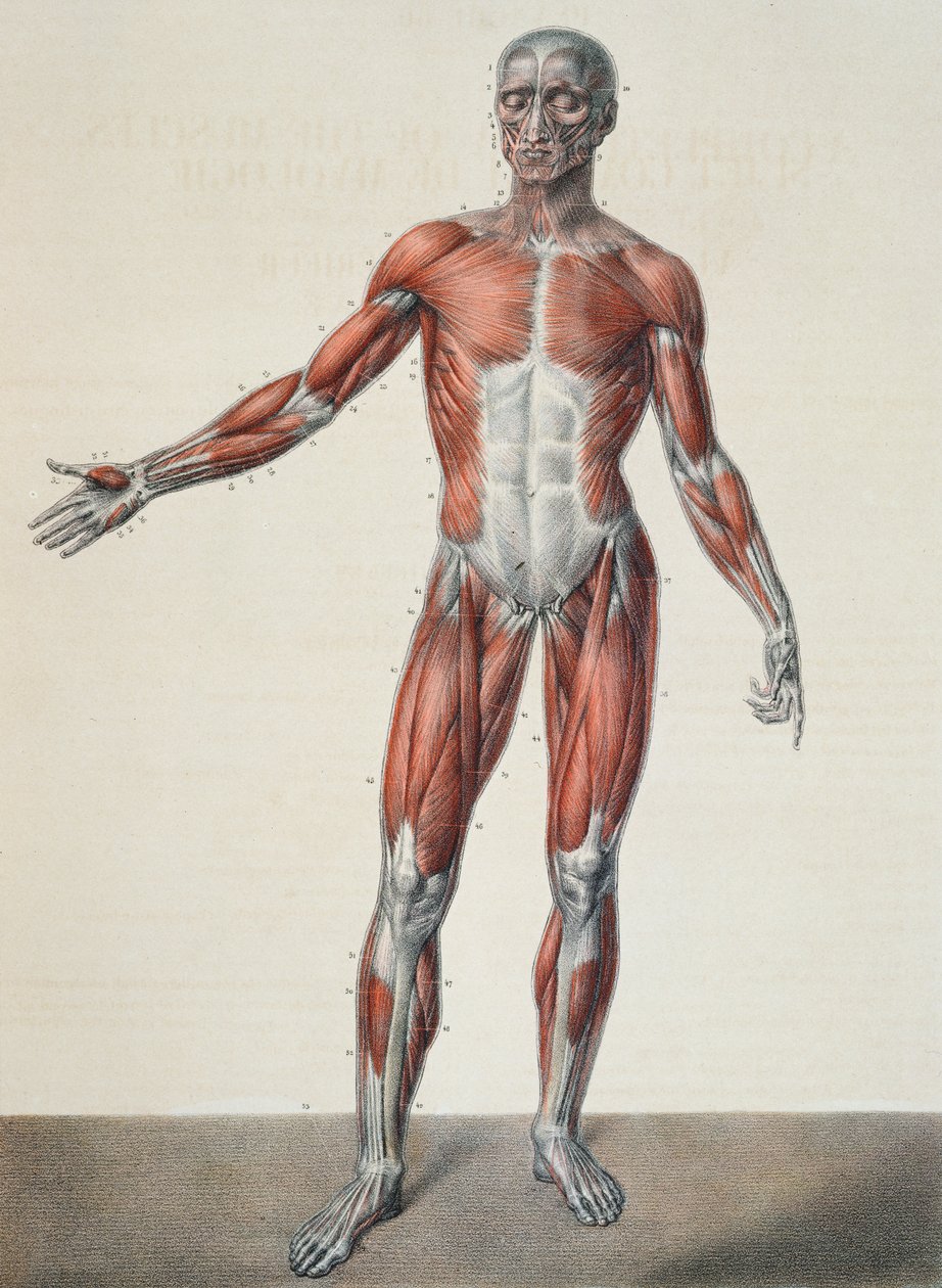 人体解剖学，来自Jean-Baptiste Marc Bourgery（1797-1849）的&39;Traite Complet d&39;Anatomie de l&39;Homme&39;，由巴黎Bernard刻，1831年 作者 尼古拉斯·亨利·雅各布