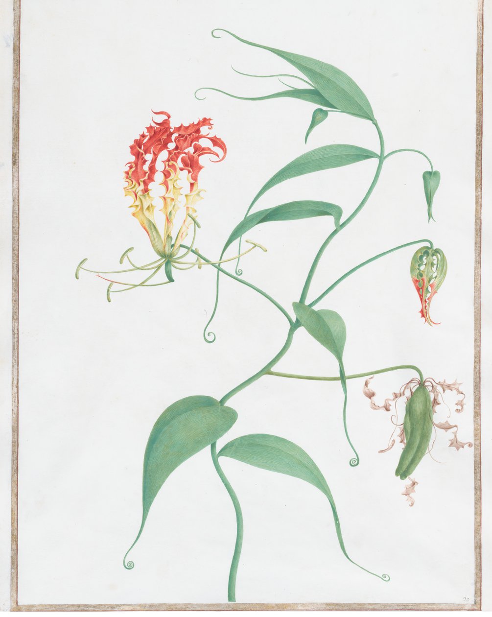 Gloriosa Superba Climbing Lily，约1660年。 作者 尼古拉斯·罗伯特