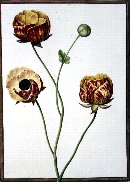 PD.109-1973.f6 亚洲小牡丹（牛皮纸上的水彩画） 作者 尼古拉斯·罗伯特