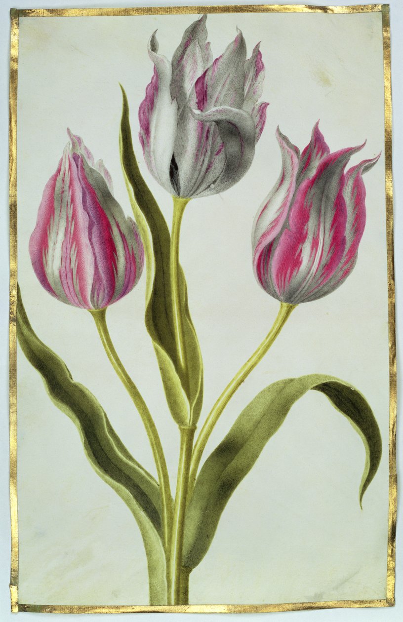 郁金香，c.1675（牛皮纸上的水粉） 作者 尼古拉斯·罗伯特