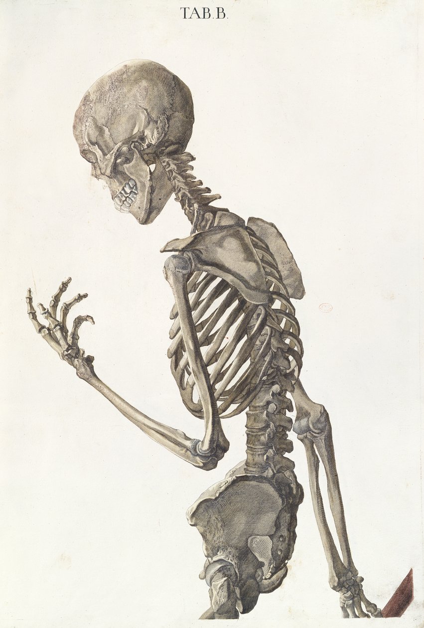 骷髅骨头，来自Tabulae Osteologicae by Christoph Jacob Trew（1695-1769），由G. Lichtensteger雕刻，1740年 作者 尼古拉斯·弗里德里希·艾森伯格