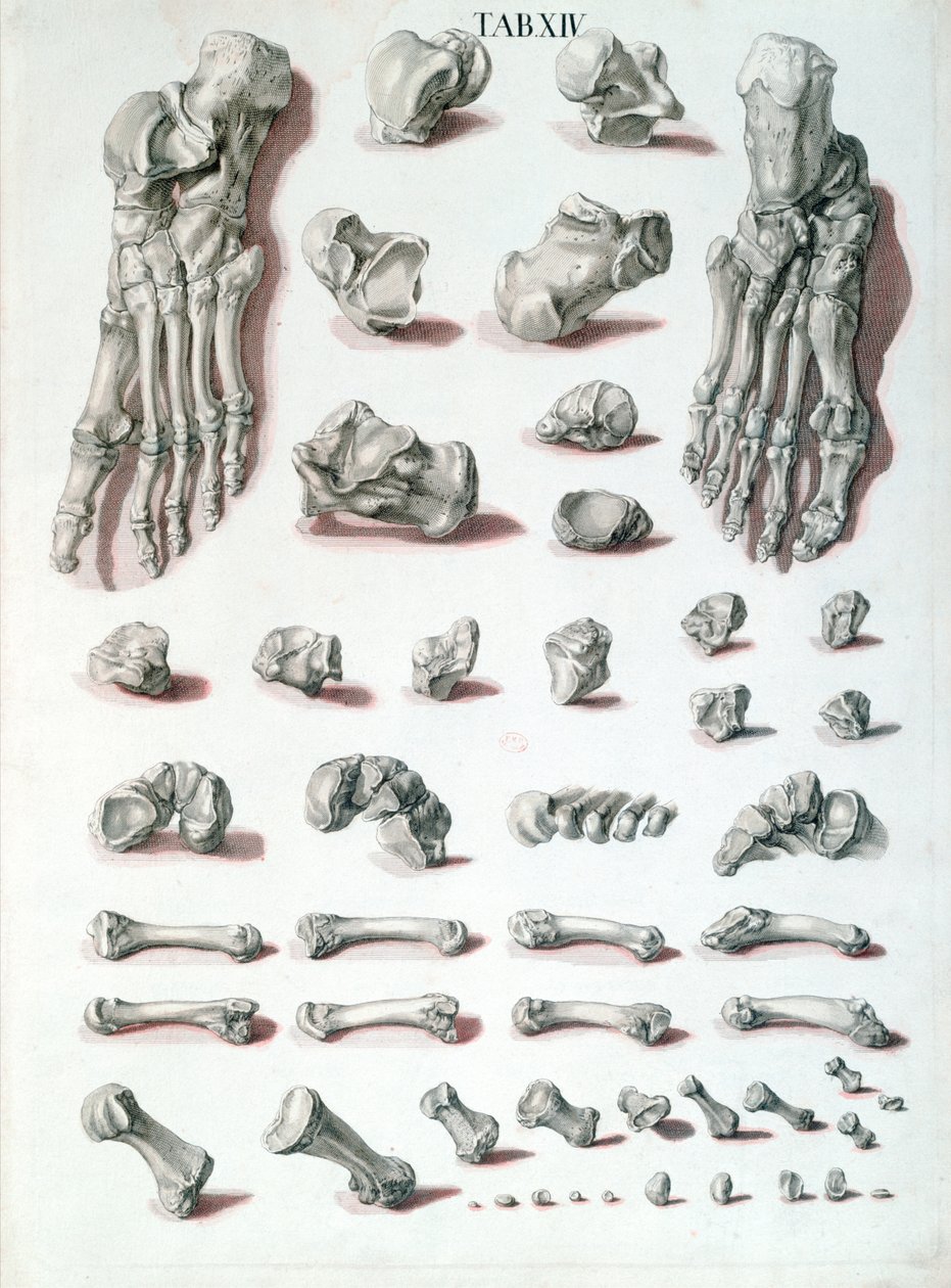 脚下的骨头，来自Tabulae Osteologicae by Christoph Jacob Trew（1695-1769），由G. Lichtensteger，1767年刻。 作者 尼古拉斯·弗里德里希·艾森伯格之后