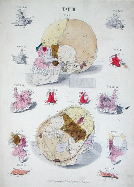 头骨的骨骼，来自克里斯托夫-雅各布-特鲁（1695-1769）的《骨学表》，由G.Lichtensteger刻制。 作者 尼古拉斯·弗里德里希（后）艾森伯格