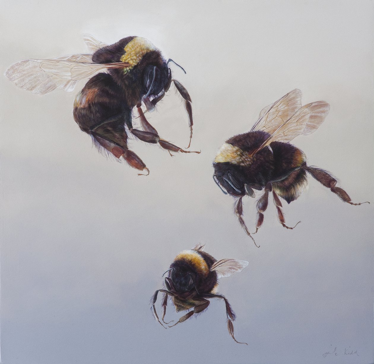 Bombus flight 1，2011 年（木板上的丙烯画） 作者 奥迪尔·基德
