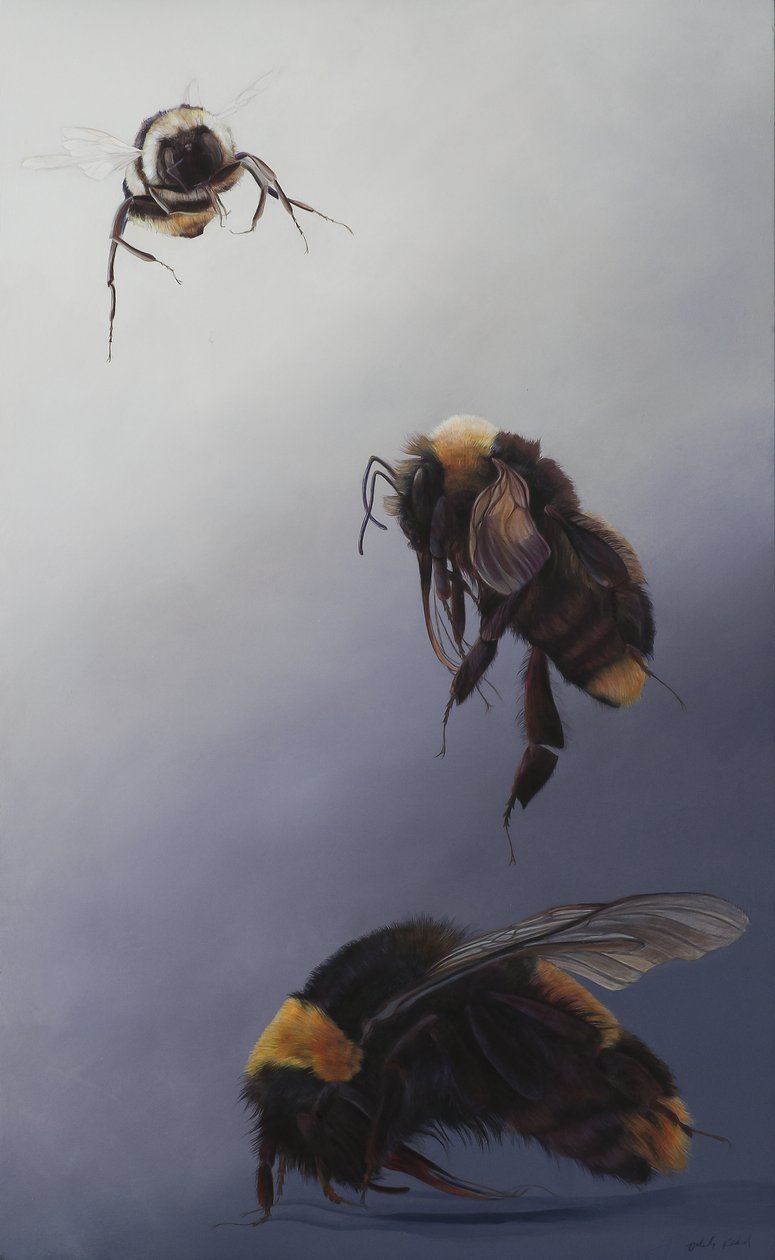 Bombus flight 2，2011 年（木板上的丙烯颜料） 作者 奥迪尔·基德