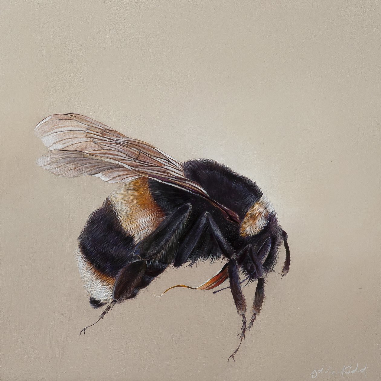 Bombus terrestis 8，2013 年（木板上的丙烯颜料） 作者 奥迪尔·基德