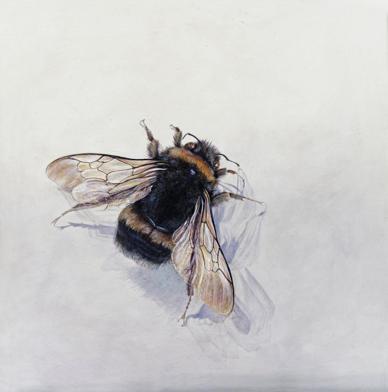 Bombus terrestris 11（石膏粉木板上的丙烯颜料） 作者 奥迪尔·基德