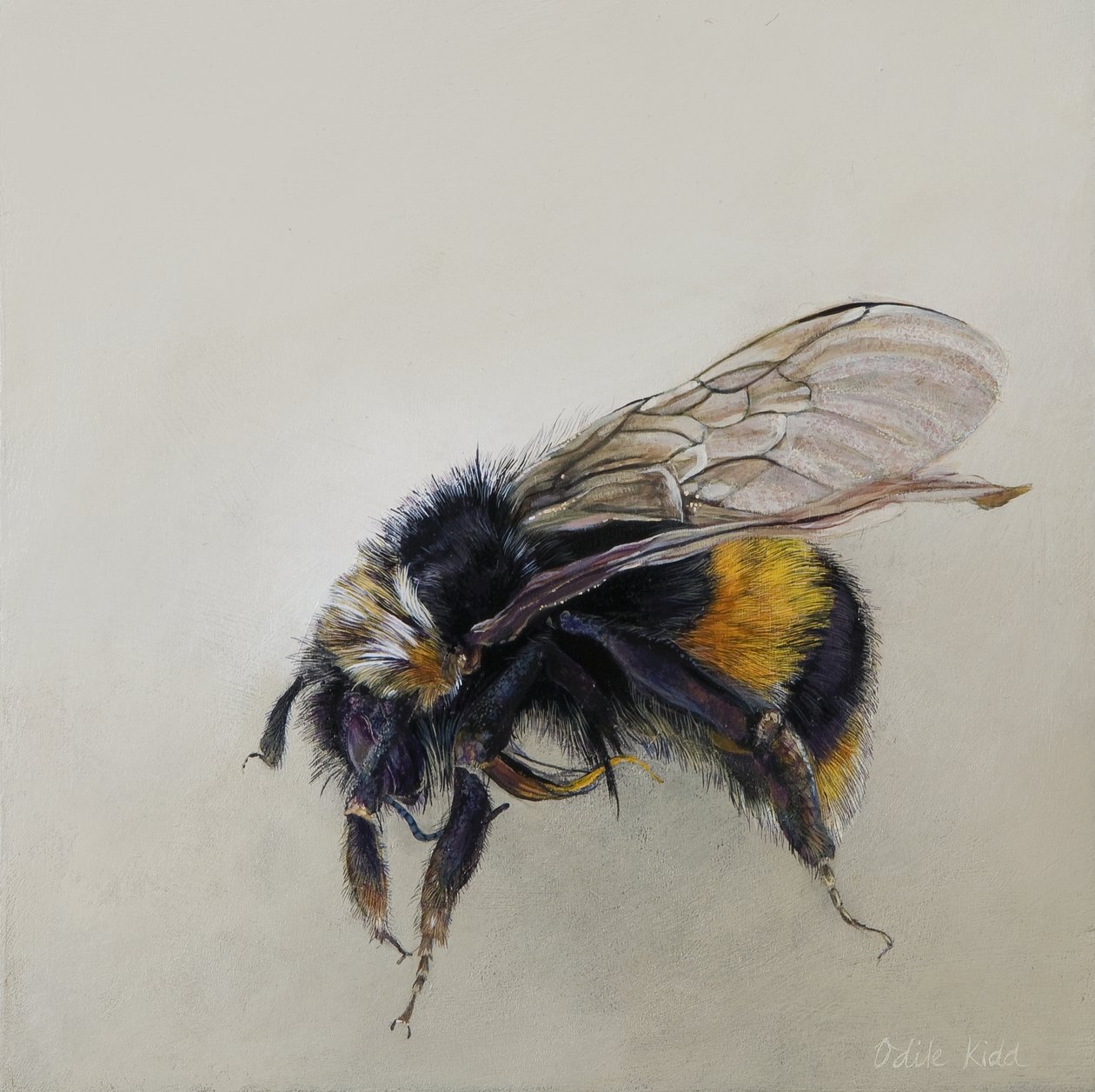 Bombus terrestris 1 (a)，2008 年（木板上的丙烯颜料） 作者 奥迪尔·基德