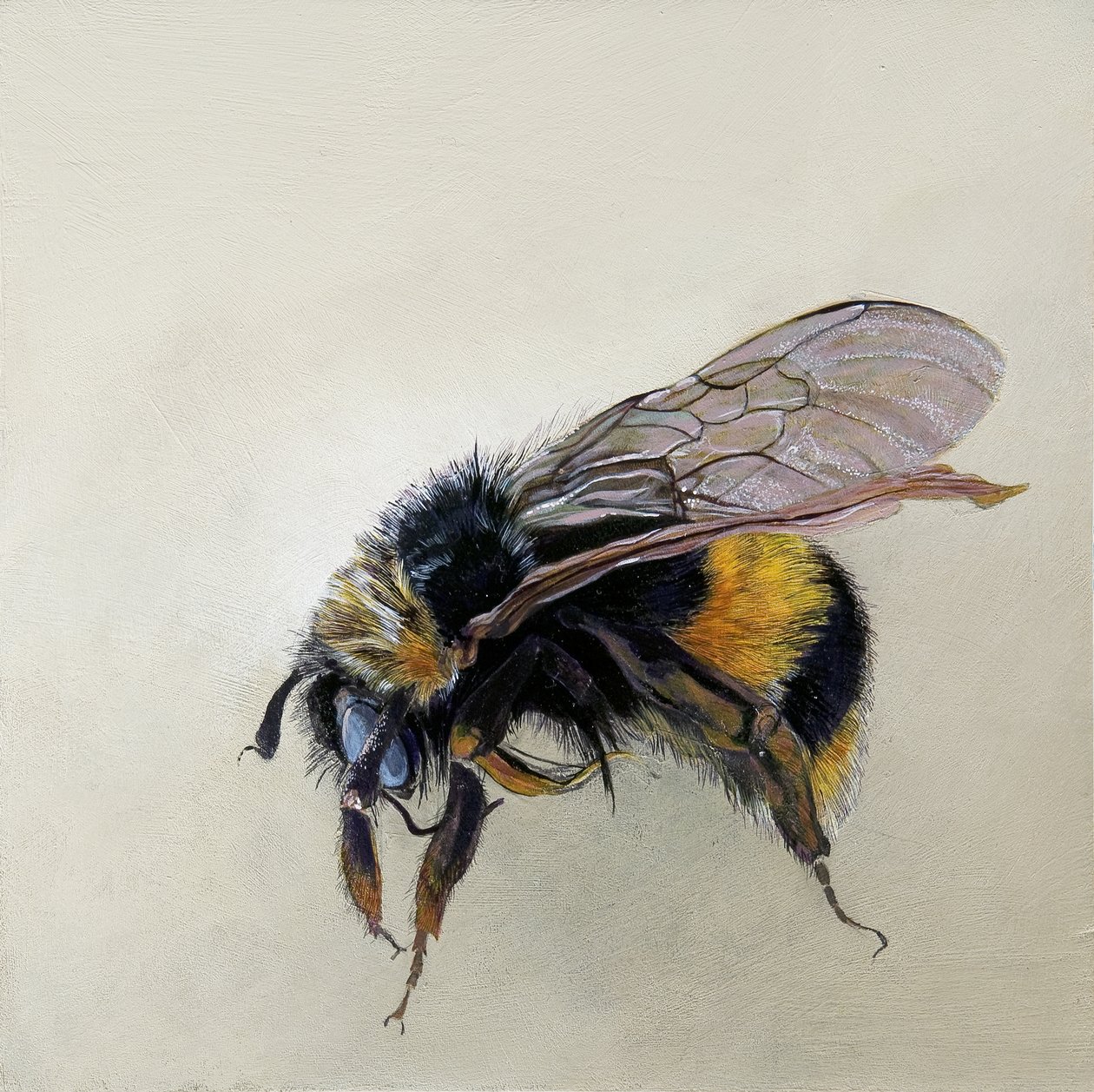 Bombus terrestris 1 (b)，2008 年（木板上的丙烯颜料） 作者 奥迪尔·基德